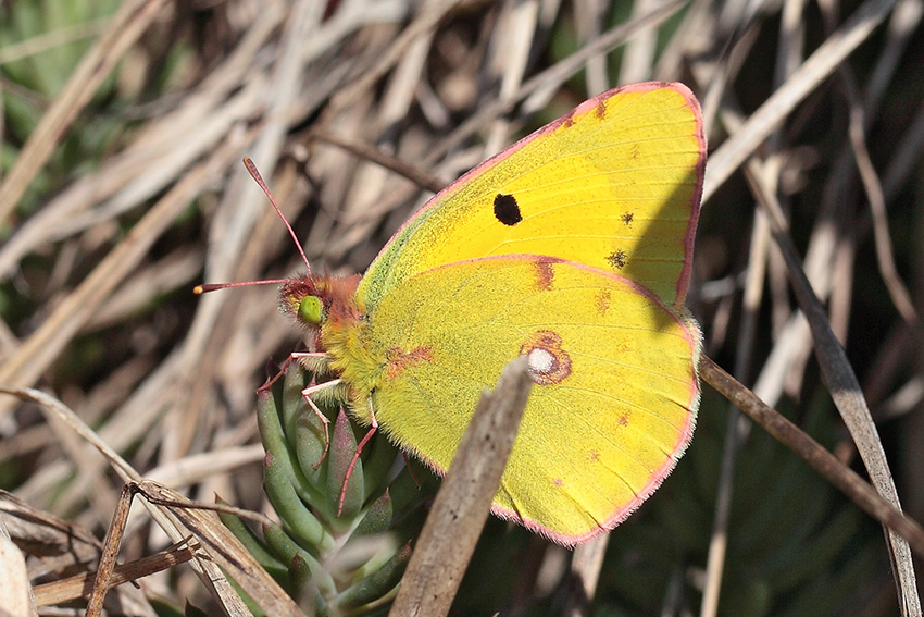 Colias invernale - Colias crocea